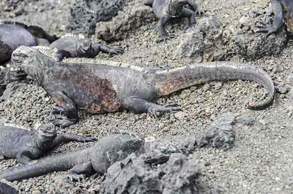 Iguana Marina - islote Las Tintoreras - islas Galápagos - Ecuador 4.jpg